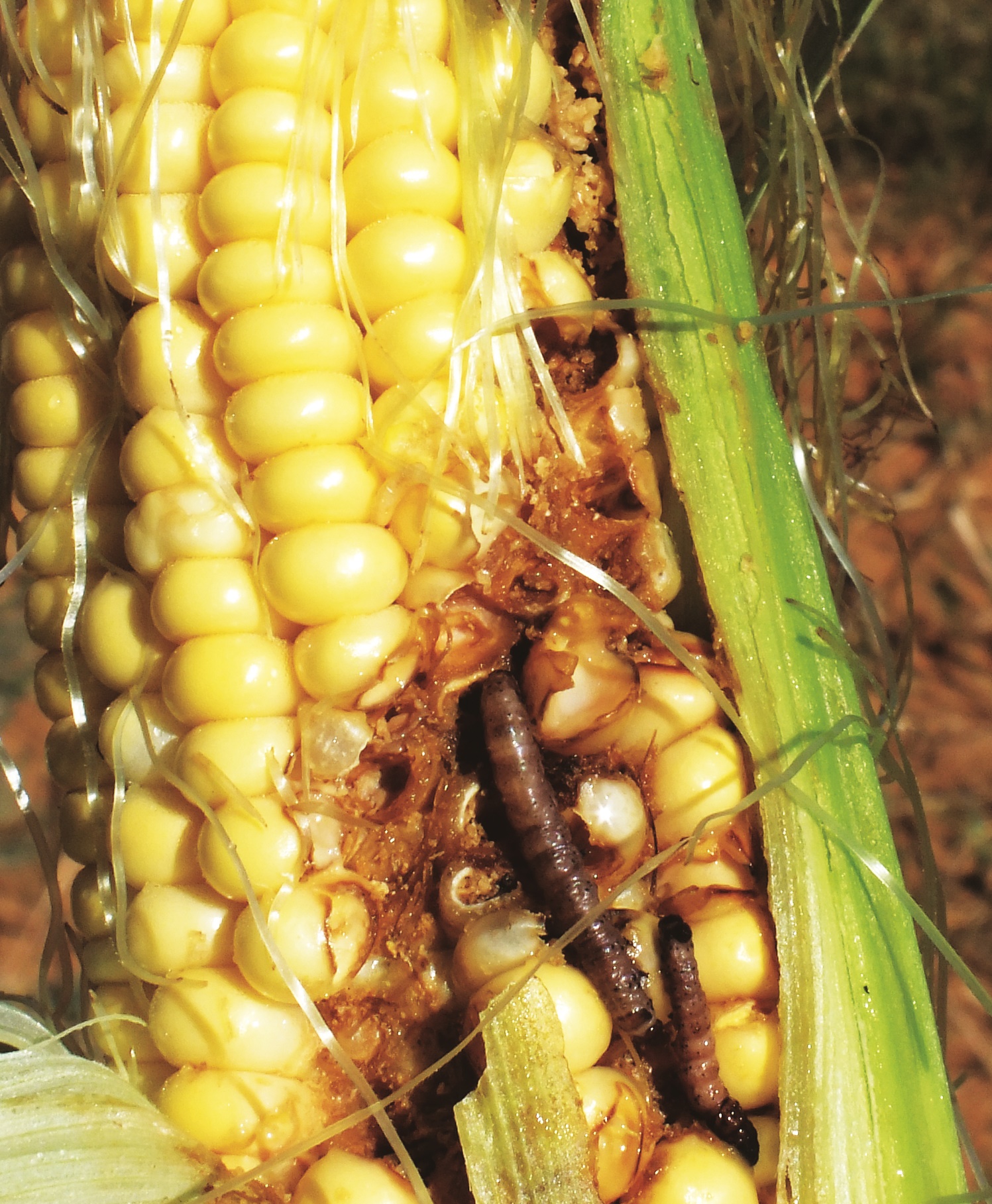 know-your-pests-african-maize-stalk-borer